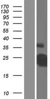 CD40 Protein (Over-Expression Lysate Myc-DDK (Flag))