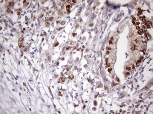 BTEB / KLF9 Antibody (clone OTI8A11, Carrier-free)