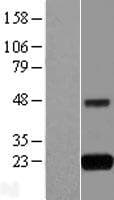 Gpnat1 / GNPNAT1 Protein (Over-Expression Lysate Myc-DDK (Flag))