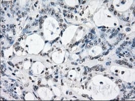 XRCC4 Antibody (clone OTI4H9)