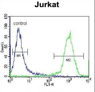 Polyclonal Rabbit anti-Human HJURP Antibody (aa559-588, IHC, WB)