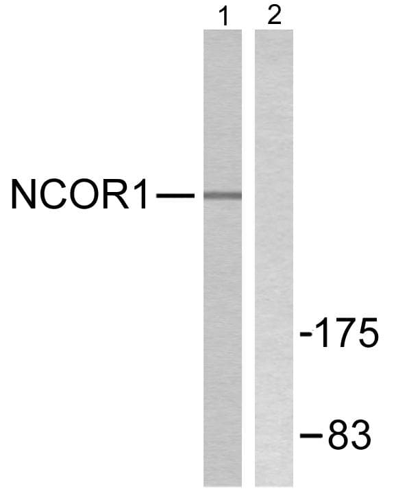 N-CoR / NCOR1 Antibody (aa51-100)