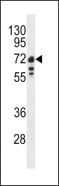 LMNB1 / Lamin B1 Antibody (aa459-488)