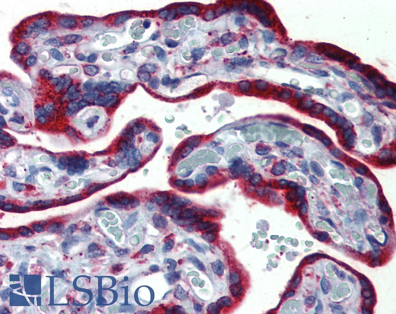 IHC-plus™ ERP44 Antibody (C-Terminus)