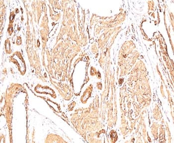 Actin Antibody (N-Terminus, clone 1A4, Ready-to-Use)