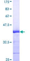 Human ELAVL1 / HUR Protein (Recombinant GST, N-terminus)