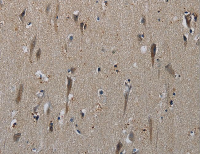 HSPG2 / Perlecan Antibody
