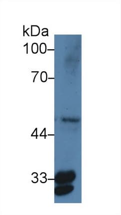 PTGES2 Antibody (aa145-357)