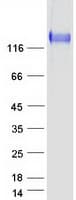 Human ITGA5/Integrin Alpha 5/CD49e Protein (Recombinant Myc-DDK (Flag))