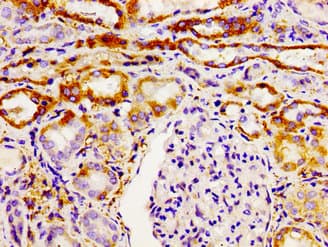 Polyclonal Rabbit anti-Human GHSR / Ghrelin Receptor Antibody (IHC)