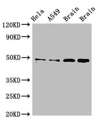 GJA8 / CX50 / Connexin 50 Antibody