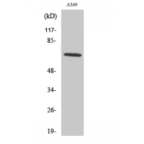 NOX3 Antibody (260-340 aa, Internal)