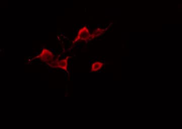 APBB1IP / RIAM Antibody