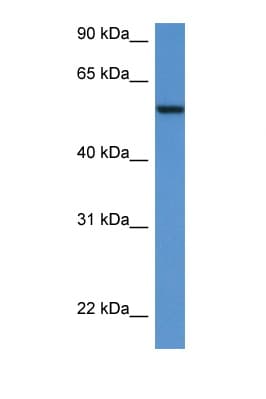 SRC Antibody (aa36-85)