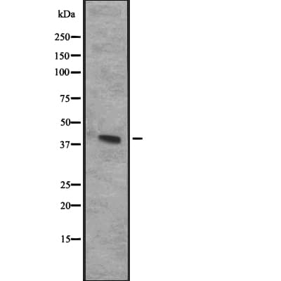 CXCR3 Antibody