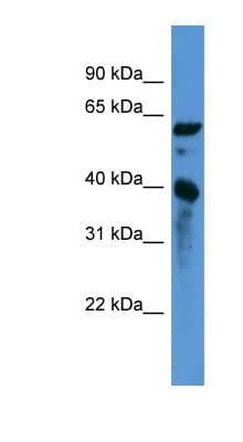 CNN3 Antibody (C-Terminus)