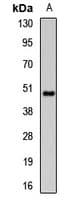 OGG1 Antibody