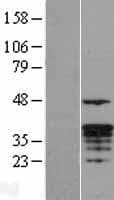 GZMM / Granzyme M Protein (Over-Expression Lysate Myc-DDK (Flag))