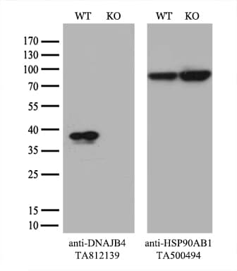 DNAJB4 Antibody (aa2-337, clone OTI2F8)
