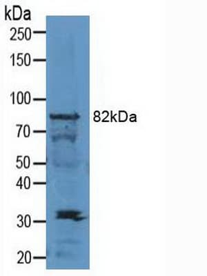 SIRT1 / Sirtuin 1 Antibody (aa244-498)