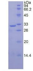 Human CAPN1 / Calpain 1 Protein (Recombinant 6His, N-terminus)