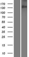 CDON / Cdo Protein (Over-Expression Lysate Myc-DDK (Flag))