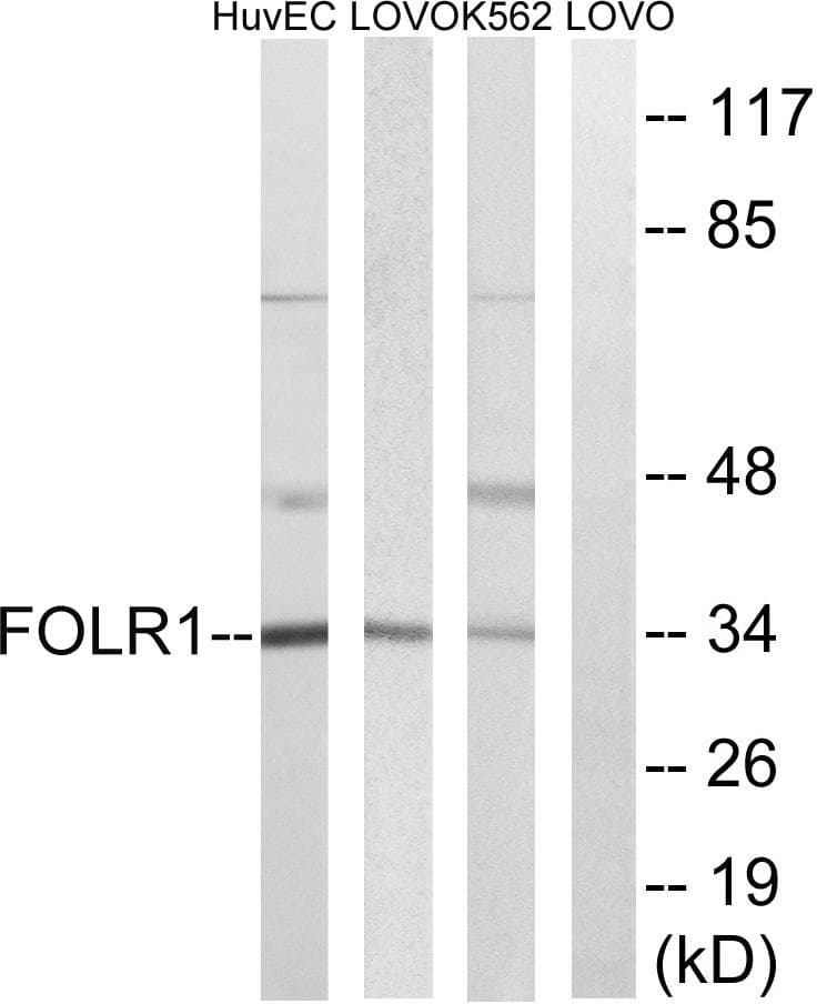 FOLR1 / Folate Receptor Alpha Antibody