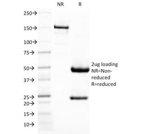 CD209 / DC-SIGN Antibody (clone C209/1781, Azide-free, BSA-free)