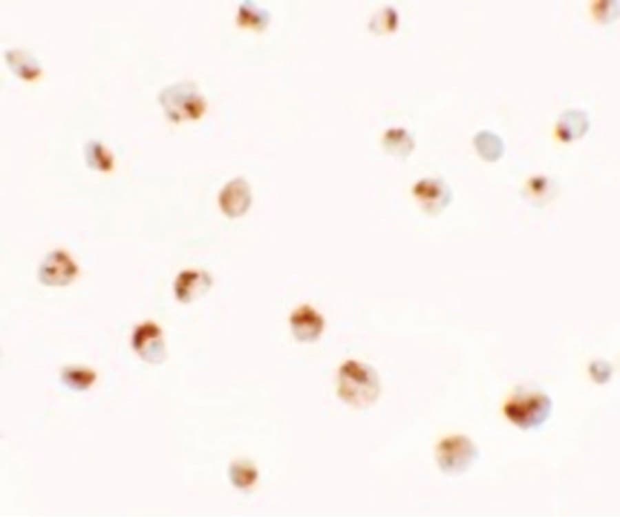 IHC-plus™ CBT1 / SDHD Antibody
