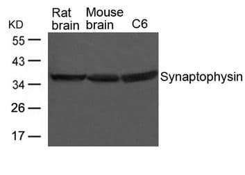 SYP / Synaptophysin Antibody