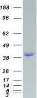 Human VASP Protein (Recombinant Myc-DDK (Flag))