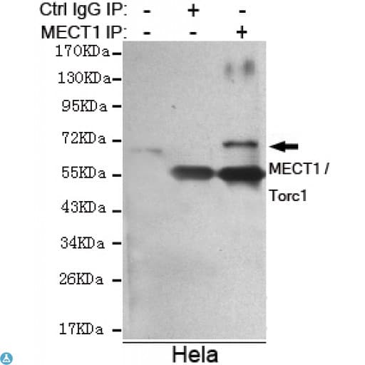 CRTC1 / MECT1 / TORC1 Antibody