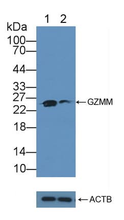 GZMM / Granzyme M Antibody (aa26-257)