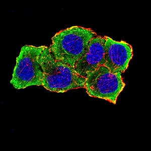 AURKA / Aurora-A Antibody (aa268-404, clone 2D8A4)
