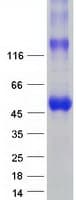 Human PDE9A Protein (Recombinant Myc-DDK (Flag))