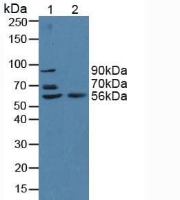 BACE2 Antibody (aa230-396)