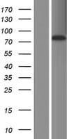 Human ABLIM2 Protein (Over-Expression Lysate Myc-DDK (Flag))