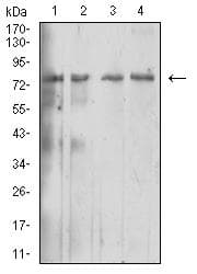 Monoclonal Mouse anti-Human IL10RB Antibody (clone 1D12C12, WB)