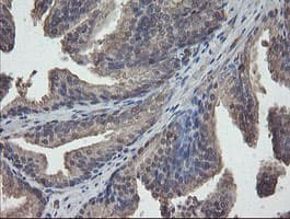 PHF7 Antibody (clone OTI1G9)
