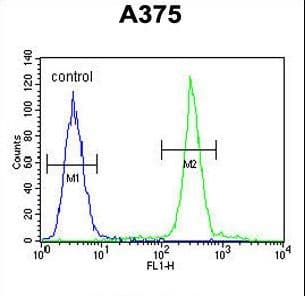 ARL8A Antibody (aa116-142)