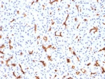 CFTR Antibody (clone CFTR/1785, Azide-free, BSA-free)
