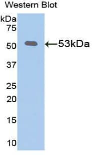 KL / Klotho Antibody (aa516-955, Biotin)