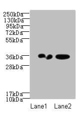 RPRD1A Antibody