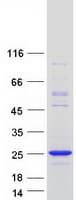 Human TCF24 Protein (Recombinant Myc-DDK (Flag))