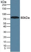 A1BG Antibody (clone D6)