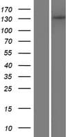 ADAMTS14 Protein (Over-Expression Lysate Myc-DDK (Flag))