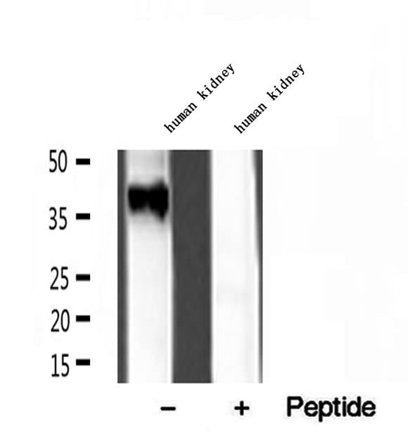RDH10 Antibody