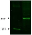 NPPB / BNP Antibody (Preservative Free)