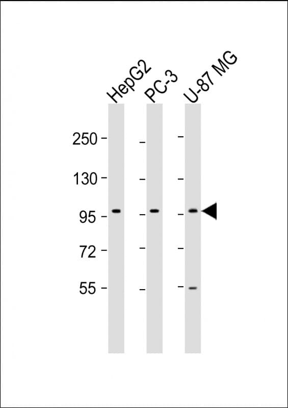 PCDH10 Antibody (aa128-160)