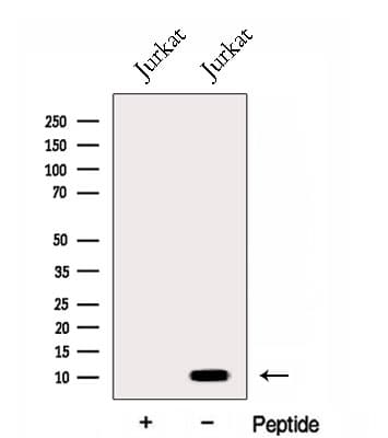 ENY2 Antibody